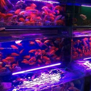 觀賞魚加盟店商機(jī)（觀賞魚加盟店怎么樣） 黃金招財(cái)貓魚 第3張