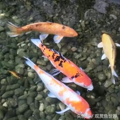 觀賞魚(yú)蒙眼了用什么藥（如何治療觀賞魚(yú)蒙眼?。?龍魚(yú)芯片掃碼器 第2張