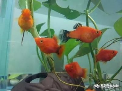 好看的小型觀賞魚有哪些（中小型觀賞魚的起源與演變） 白子銀龍苗（黃化銀龍苗） 第1張