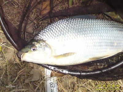 巴西鯛魚（巴西鯛魚價(jià)格是多少） 成吉思汗鯊（球鯊）魚 第3張