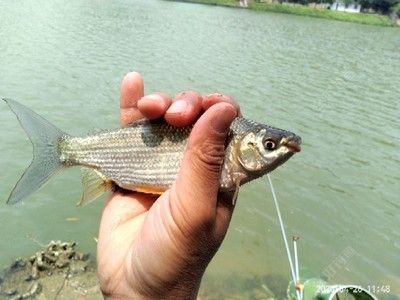 巴西鯛魚（巴西鯛魚價(jià)格是多少） 成吉思汗鯊（球鯊）魚 第1張