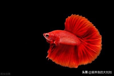 好養(yǎng)的冷水魚有哪些品種（冷水魚的養(yǎng)殖秘籍草金魚的養(yǎng)殖秘籍草金魚的養(yǎng)殖秘籍）