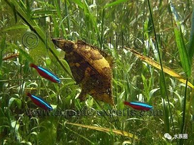 觀賞魚大的吃小魚嗎（大型觀賞魚會(huì)捕食小型觀賞魚的自然行為和飼養(yǎng)行為和飼養(yǎng)） 水族品牌 第3張