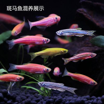 觀賞魚(yú)藍(lán)色的小魚(yú)叫什么品種（什么是藍(lán)色觀賞魚(yú)） 森森魚(yú)缸 第1張