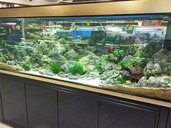 觀賞魚店加盟排行榜前十名品牌（河南喜明金魚錦鯉養(yǎng)殖基地觀賞魚養(yǎng)殖基地位于南陽(yáng)市） 孵化器 第1張