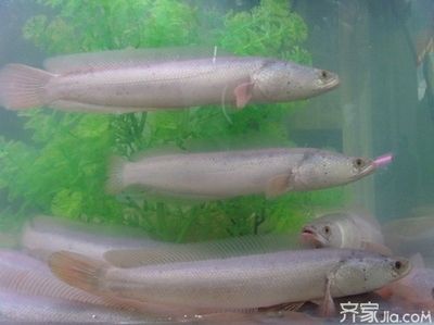 白色的觀賞魚(yú)有哪些品種好養(yǎng)（小型白色觀賞魚(yú)品種推薦）