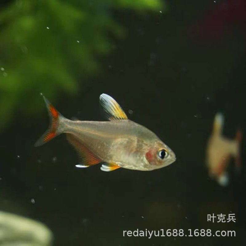 白色的觀賞魚(yú)有哪些品種好養(yǎng)（小型白色觀賞魚(yú)品種推薦）