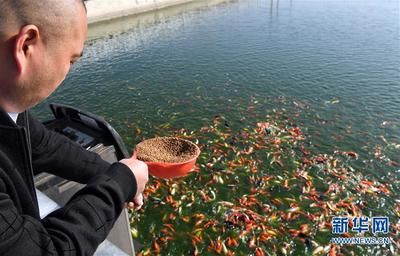 觀賞魚產業(yè)的興起（觀賞魚產業(yè)有望受益并持續(xù)增長探索全球觀賞魚產業(yè)的布局）