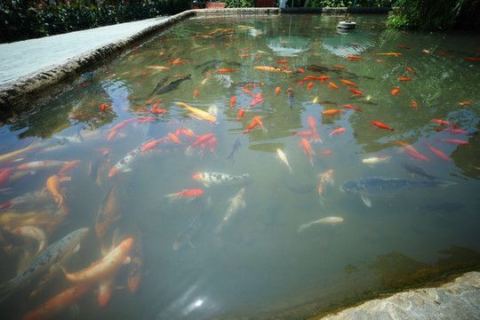 觀賞魚水池（庭院生態(tài)魚池的diy指南）