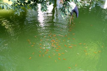 觀賞魚水池（庭院生態(tài)魚池的diy指南）