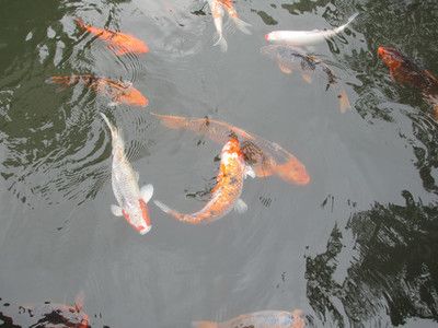 釣公園的觀賞魚(yú)違法嗎（釣公園的觀賞魚(yú)是否違法） 大嘴鯨魚(yú) 第1張