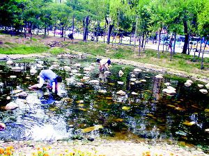 釣公園的觀賞魚(yú)違法嗎（釣公園的觀賞魚(yú)是否違法） 大嘴鯨魚(yú) 第4張