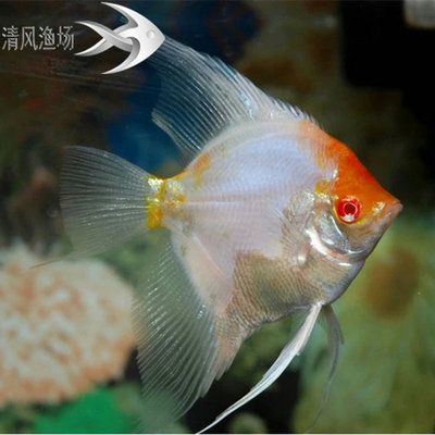 海南淡水觀賞魚有哪些品種好（海南常見的淡水觀賞魚品種：海南淡水觀賞魚品種）