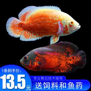 海南淡水觀賞魚有哪些品種好（海南常見的淡水觀賞魚品種：海南淡水觀賞魚品種）