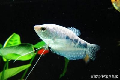 觀賞魚黃色是什么魚（常見的黃色觀賞魚品種） 文玩 第3張