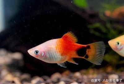 觀賞魚黃色是什么魚（常見的黃色觀賞魚品種） 文玩 第4張