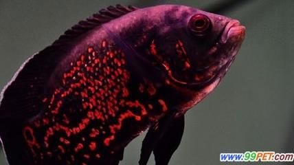 觀賞魚最好的（觀賞魚的養(yǎng)護(hù)秘籍） 成吉思汗鯊（球鯊）魚 第1張