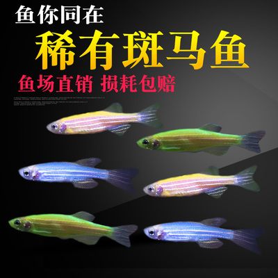 草缸淡水觀賞魚冷水養(yǎng)可以嗎（如何選擇適合草缸的冷水魚） 魚缸水泵 第1張