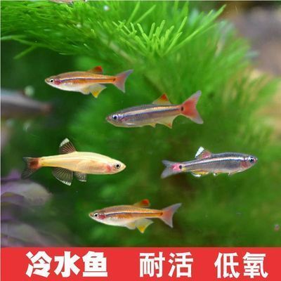 草缸淡水觀賞魚冷水養(yǎng)可以嗎（如何選擇適合草缸的冷水魚） 魚缸水泵 第4張