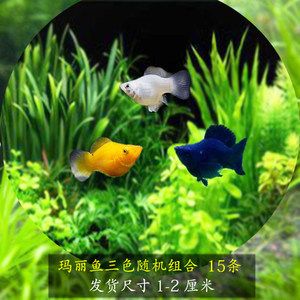 草缸淡水觀賞魚冷水養(yǎng)可以嗎（如何選擇適合草缸的冷水魚） 魚缸水泵 第3張