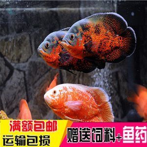 黑色觀賞魚（飼養(yǎng)黑色觀賞魚需要注意以下幾點(diǎn)）