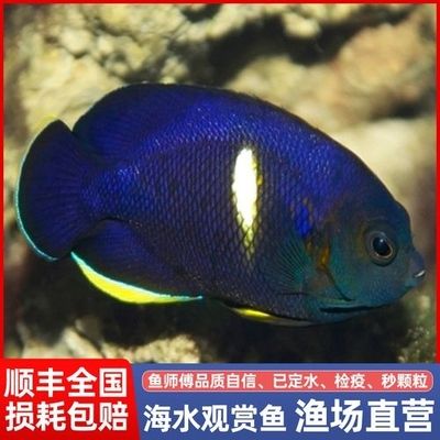 海魚觀賞魚品種（海水觀賞魚的養(yǎng)護(hù)秘籍） 文玩 第1張