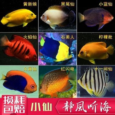 海魚觀賞魚品種（海水觀賞魚的養(yǎng)護(hù)秘籍） 文玩 第2張