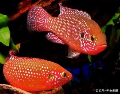 高興觀賞魚(yú)（觀賞魚(yú)養(yǎng)護(hù)秘籍） 財(cái)神鸚鵡魚(yú) 第4張