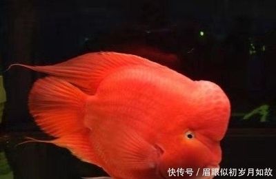 高興觀賞魚(yú)（觀賞魚(yú)養(yǎng)護(hù)秘籍） 財(cái)神鸚鵡魚(yú) 第5張