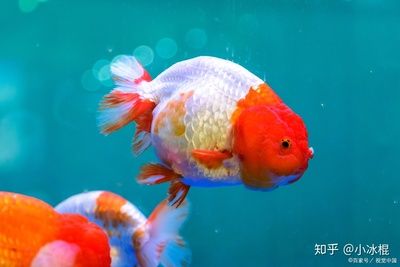 觀賞魚(yú)可以吃豬肉嗎（觀賞魚(yú)可以吃豬肉，但需適度并選擇瘦肉并選擇瘦肉）