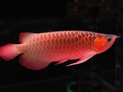 觀賞魚(yú)生意怎么樣做才好賣(mài)（做觀賞魚(yú)生意需要注意什么？） 泰國(guó)雪鯽魚(yú) 第4張