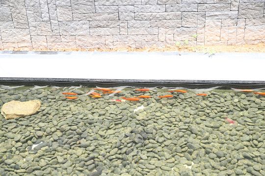 公園的觀賞魚可以隨便投喂嗎視頻（公園觀賞魚可以隨便投喂嗎？）