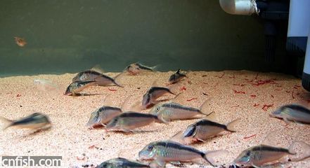 觀賞魚廠家（觀賞魚廠家是指專門生產觀賞魚及相關產品的飼養(yǎng)技巧）