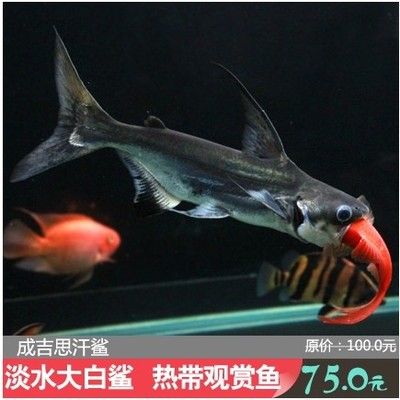 觀賞魚海魚和淡水魚那樣好養(yǎng)活（海水觀賞魚養(yǎng)殖的入門指南） 養(yǎng)魚知識 第1張