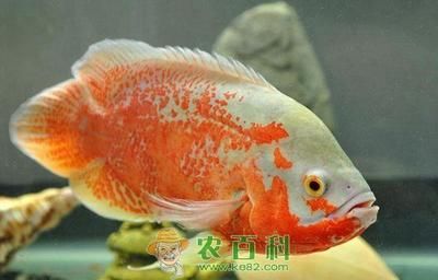 觀賞魚海魚和淡水魚那樣好養(yǎng)活（海水觀賞魚養(yǎng)殖的入門指南） 養(yǎng)魚知識 第3張