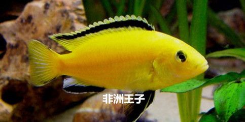 鯛魚觀賞魚是熱帶魚嗎（鯛魚的飼養(yǎng)技巧分享） 虎紋銀版魚 第3張