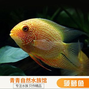 鯛魚觀賞魚是熱帶魚嗎（鯛魚的飼養(yǎng)技巧分享） 虎紋銀版魚 第4張