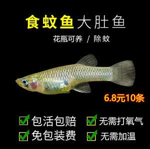 白色觀賞魚(yú)能喂增色飼料嗎有毒嗎（觀賞魚(yú)增色飼料的選擇與使用） 觀賞魚(yú)進(jìn)出口 第1張