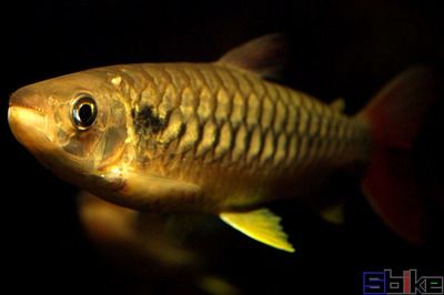 紅尾平克魚進(jìn)食視頻（關(guān)于紅尾平克魚進(jìn)食的視頻） 量子養(yǎng)魚技術(shù) 第3張