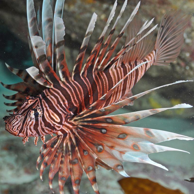 紅色海水觀賞魚有哪些種類（海水觀賞魚的養(yǎng)殖秘籍） 女王大帆魚苗 第3張