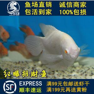 紅眼睛的小型觀賞魚（紅眼鉆石神仙魚的飼養(yǎng)技巧和注意事項和注意事項和注意事項） 赤荔鳳冠魚 第2張