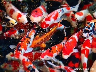 觀賞魚白金魚（全球觀賞魚文化探秘觀賞魚文化探秘觀賞魚文化探秘） 紅眼黃化幽靈火箭魚|皇家火箭魚 第2張