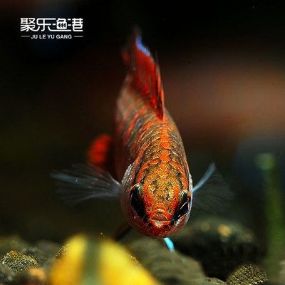 觀賞魚發(fā)快遞需要什么手續(xù)（國際快遞與國際快遞與國內(nèi)快遞與國內(nèi)快遞的區(qū)別和操作流程）