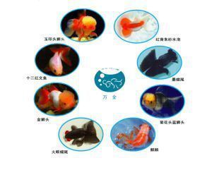 觀賞魚餌料宣傳片文案（關(guān)于觀賞魚餌料宣傳片文案的建議：觀賞魚餌料宣傳片文案的建議） 觀賞魚市場（混養(yǎng)魚） 第1張