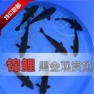 觀賞魚苗批發(fā)網(wǎng)（觀賞魚養(yǎng)殖技術(shù)掌握觀賞魚的養(yǎng)殖技術(shù)是成為一名合格養(yǎng)魚者的基礎(chǔ)）