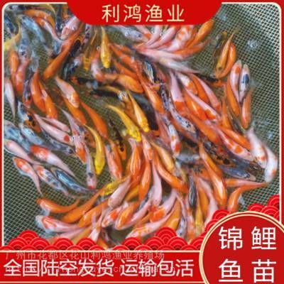 觀賞魚苗批發(fā)網(wǎng)（觀賞魚養(yǎng)殖技術(shù)掌握觀賞魚的養(yǎng)殖技術(shù)是成為一名合格養(yǎng)魚者的基礎(chǔ)）