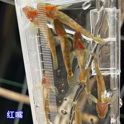 觀賞魚紅嘴病會傳染（如何預(yù)防觀賞魚疾病的發(fā)生？） 食人魚（水虎） 第1張