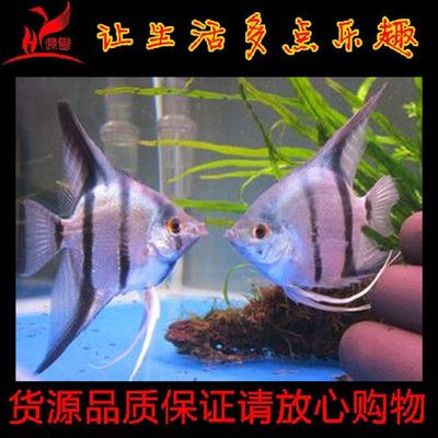 觀賞魚熊貓魚（關(guān)于觀賞魚熊貓魚的基本飼養(yǎng)知識和注意事項） 斑馬鴨嘴魚苗 第3張