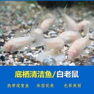 觀賞魚熊貓魚（關(guān)于觀賞魚熊貓魚的基本飼養(yǎng)知識和注意事項） 斑馬鴨嘴魚苗 第1張