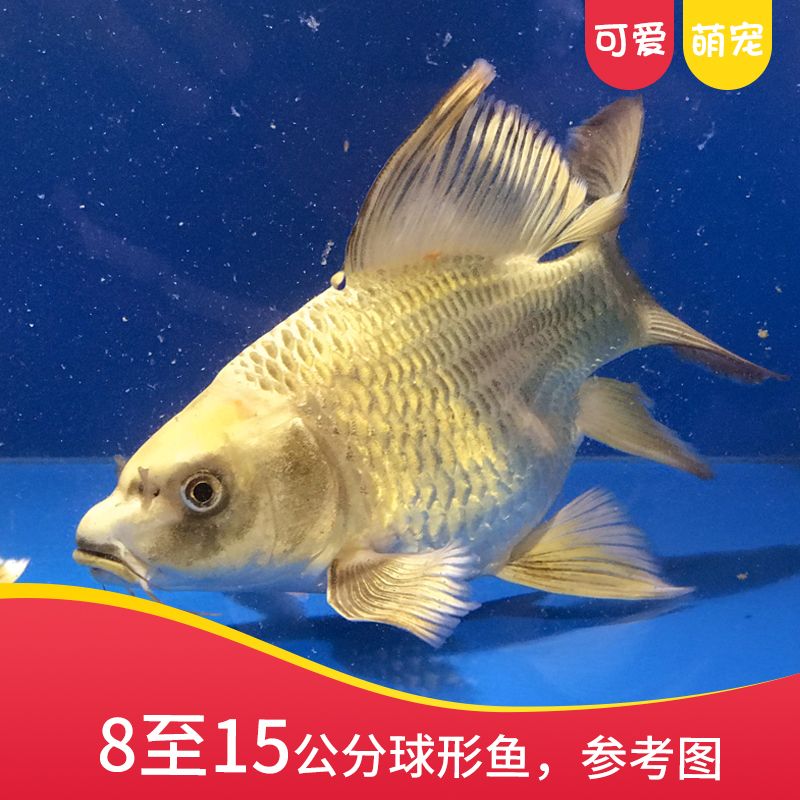 觀賞魚熊貓魚（關(guān)于觀賞魚熊貓魚的基本飼養(yǎng)知識和注意事項） 斑馬鴨嘴魚苗 第4張